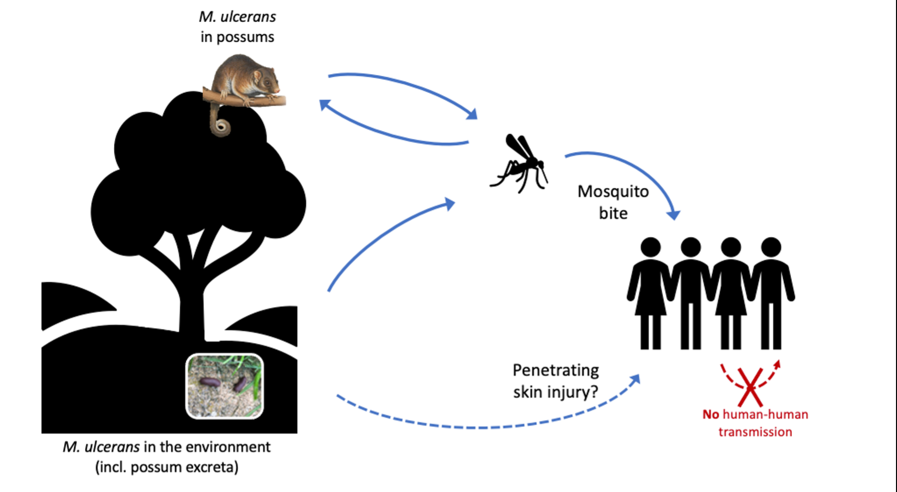 Figure: While some aspects of Buruli ulcer transmission in Victoria are not fully understood, there is increasing evidence that mosquitoes and possums play a role in a disease transmission.