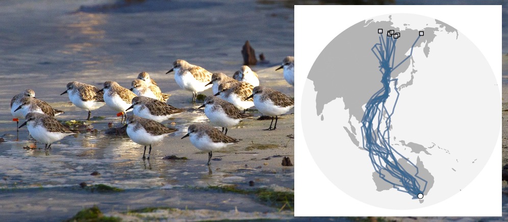 Photo: Red-necked Stints (Mark Smith). Map of the amazing migration of these birds provided by Simeon Lisovski as part of continued projects with Marcel Klaassen (Deakin University) and the Victorian Wader Study Group.