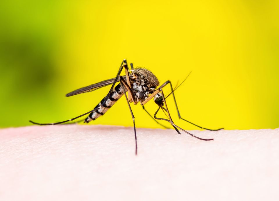 Malaria is an infectious disease is caused by single-cell parasites that are transmitted by mosquito bite