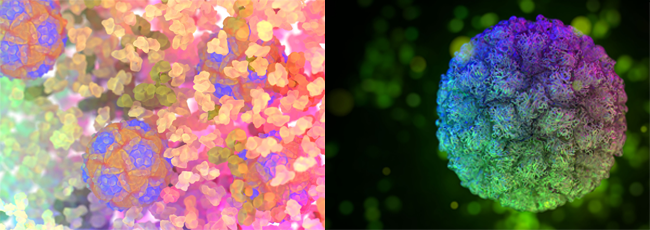 Dr Roberts’ images of the Novel Enterovirus A120 (left) and Novel Norovirus (right) were awarded gold at the 2018 Biennial Conference for the Australian Institute of Medical and Biological Illustrators
