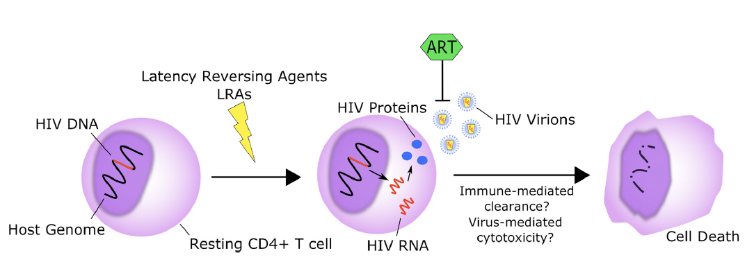 Shock and Kill Strategy to Eliminate HIV Latently Infected Cells: The ‘‘shock and kill’’ strategy uses LRAs to increase HIV transcription, protein expression, and virion production. The cell may potentially die through virus-mediated cytopathic events or immune-mediated clearance. LRAs, latency reversing agents; ART, antiretroviral therapy.