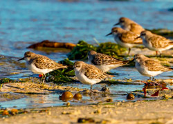 Red-necked stints, marked with a small metal ring and an orange tag on their legs, travel from Australia to Siberia to breed. Credit Mark Smith.