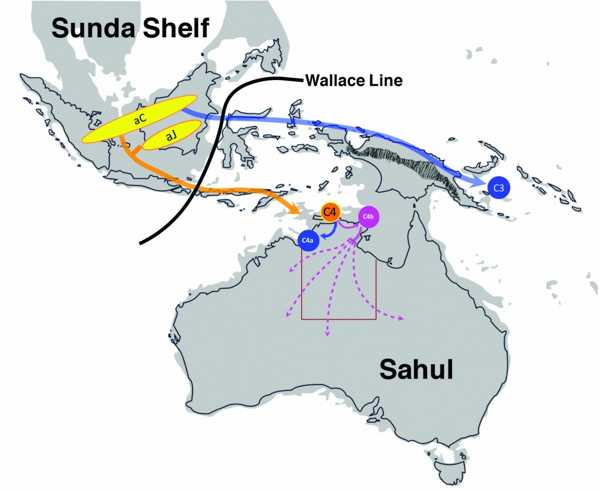 The initial migration route for HBV/C4 into the Tiwi Islands / East Arnhem (orange arrow). Credit Lilly Yuen