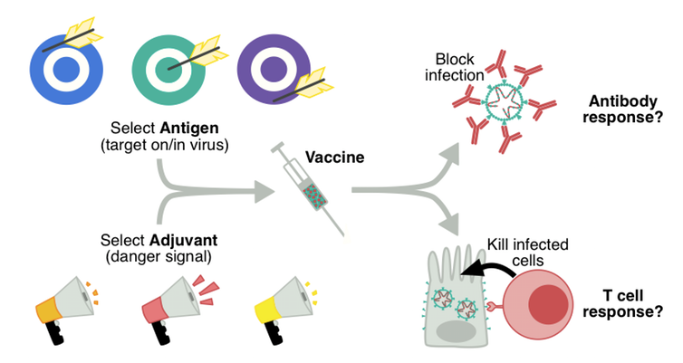 The basic components of a vaccine include the adjuvant and the antigen. Author provided