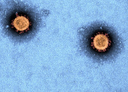 Coronavirus update: rapid sharing of data vital