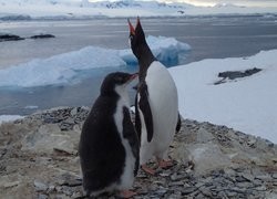 Research finds Antarctic penguins infected with avian influenza viruses