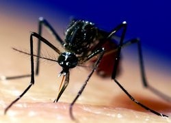 Breakthrough research spearheads highly effective malaria vaccine