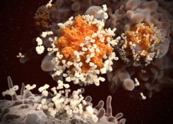 Setting it Straight: Viruses, Vaccines and COVID-19: the naïve immune response