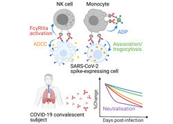 Understanding the immune response in COVID-19 recovery