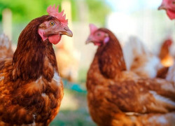 Tracking avian influenza to safeguard Australia