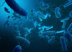 WHO global priority pathogens list of antibiotic-resistant bacteria