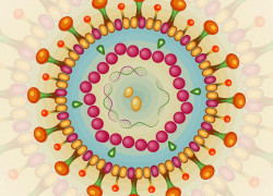 Hepatitis B virus genetic diversity predicts potential to achieve functional cure