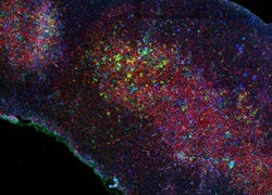 Immune cell development secrets revealed