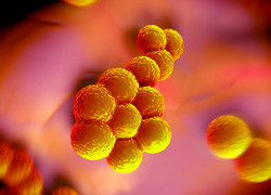 Trial shows using two drugs not better than one when treating MRSA blood infections