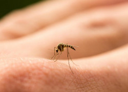 World Malaria Day: 25 April 2023