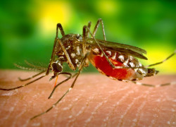 Inflammation slows malaria parasite growth and reproduction in the body