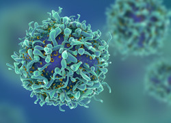Severe viral infection overwhelms immune cells