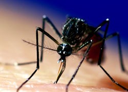 Is the end of ZIka nigh? How populations develop immunity