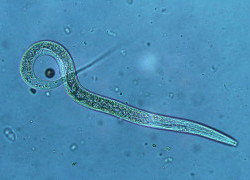 A protein derived from a parasitic worm can induce immune cells with therapeutic potential