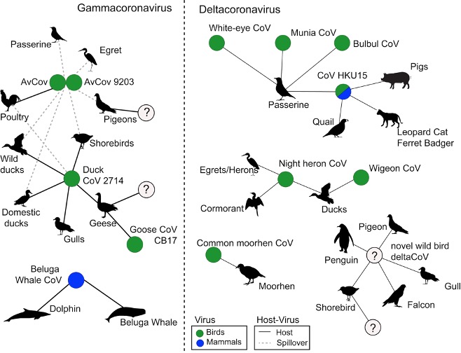 A bipartite network of gamma- and deltacoronavirus species and their main hosts. Coloured circles represent virus species (coloured blue or green). Circles containing a “?” are those not ratified by the international committee on the taxonomy of viruses, but phylogenetic analysis suggests they may be discrete species. Where there is a solid line between a virus and a bird figure there is an established host-virus relationship. That is, this virus species has been detected in this avian group on more than one occasion. Where the line is dotted, the avian group represents a spill-over host. 