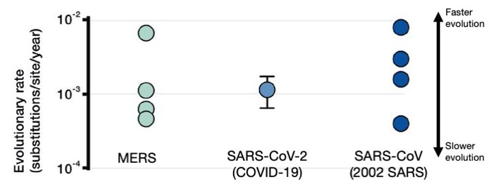 Evolutionary rates for three coronaviruses, including SARS-CoV-2 that causes COVID-19. Higher values indicate viruses that accumulate mutations faster; error bar around SARS-CoV-2 indicates current uncertainty. Taiaroa et al. 2020 / Sebastian Duchene (Univ. Melbourne)