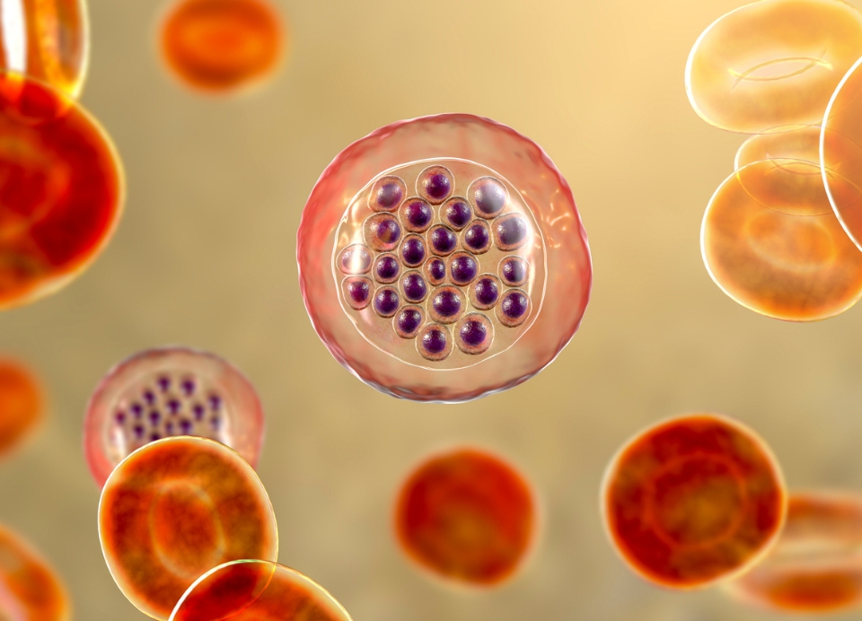 Malaria-infected red blood cells